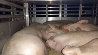 Tuczników za dużo o 7 ton. Przeładowana ciężarówka zatrzymana