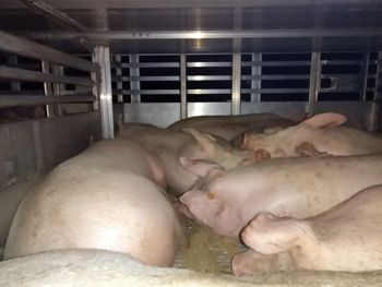 Tuczników za dużo o 7 ton. Przeładowana ciężarówka zatrzymana