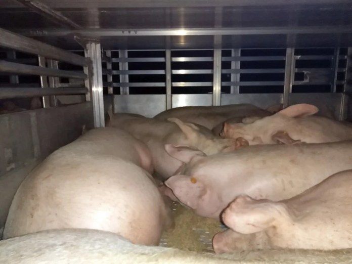 Tuczników za dużo o 7 ton. Przeładowana ciężarówka zatrzymana