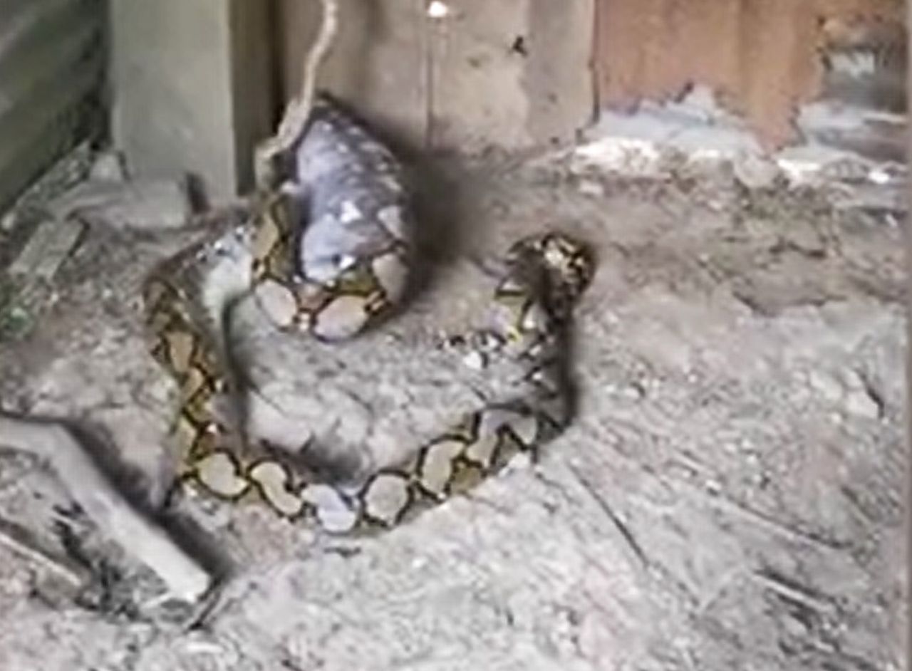 Atak wielkiego pytona. Rolnik przeżył szok, gdy zobaczył, co się stało z jego gęsią