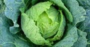 Kapusta: nie taka pospolita