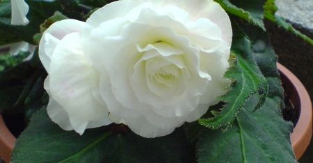 Begonia bulwiasta