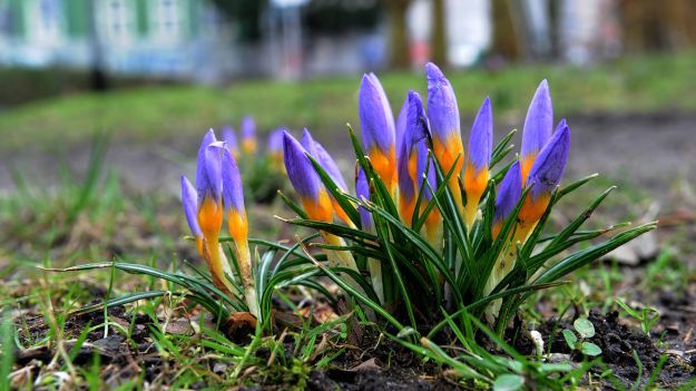 Krokusy