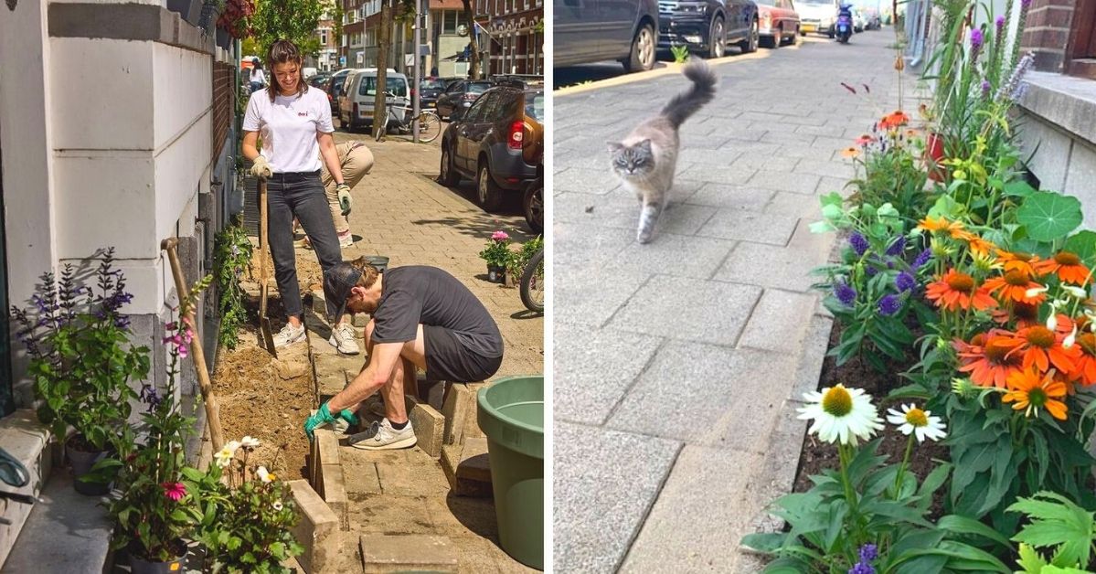 Flowers Instead of Sidewalk Bricks? This Is How Citizens of Rotterdam Create Small Gardens along Their Houses