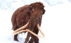 Kości mamuta w warszawskim metrze. Znalezisko ma ponad 100 tys. lat