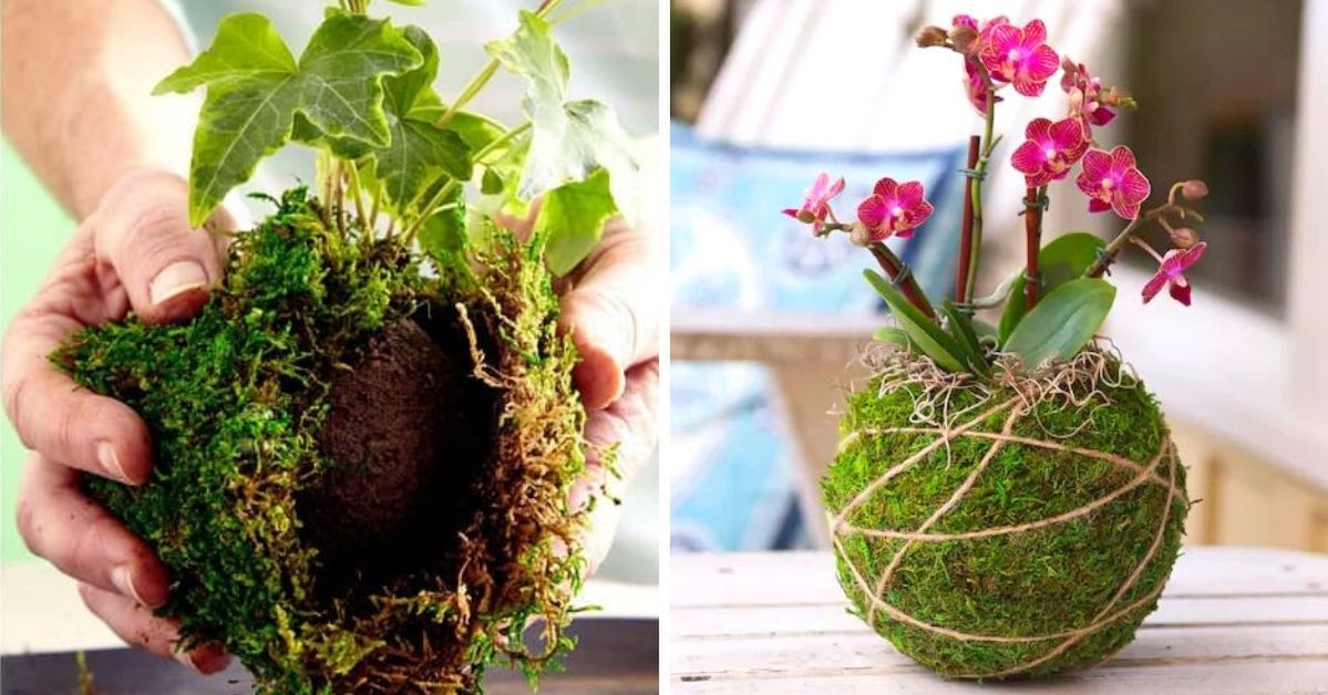 Kokedama - sztuka uprawy roślin bez używania doniczek. To nowoczesny ogród w japońskim stylu