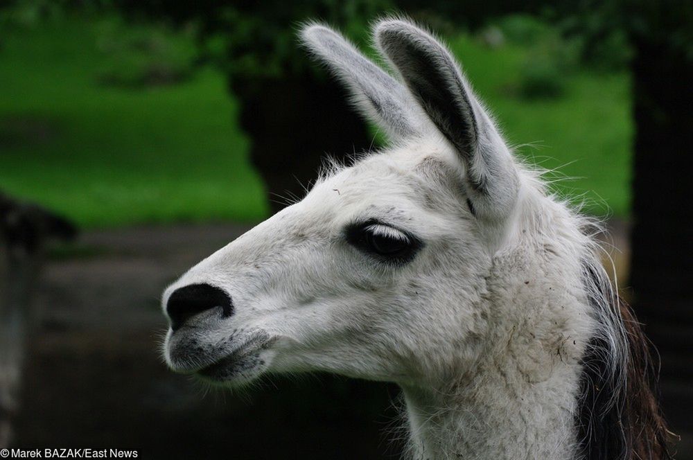 Bieruń: Lama na wolności. Może być agresywna