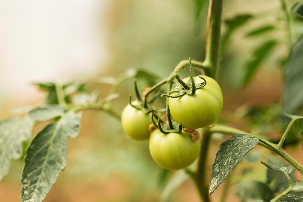 Jak przyspieszyć owocowanie pomidorów? Fot. Freepik
