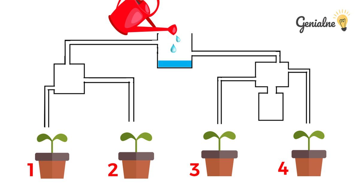 Który kwiatek zostanie podlany jako pierwszy? Aż 80% osób na początku podaje błędną odpowiedź