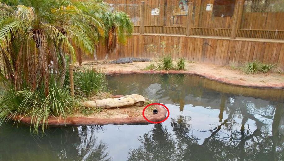 Mężczyzna włamał się do zoo na Florydzie, żeby popływać z krokodylami