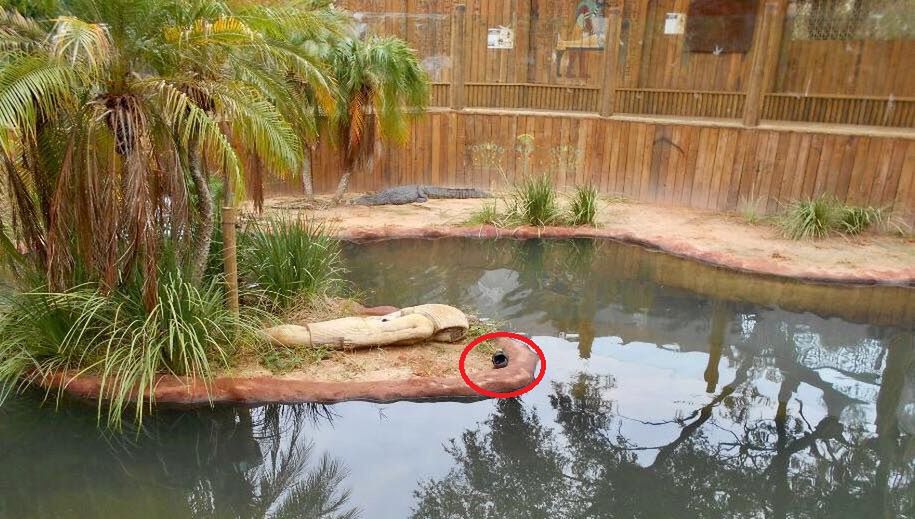 Mężczyzna włamał się do zoo na Florydzie, żeby popływać z krokodylami