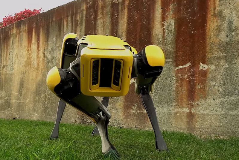 Amerykanie stworzyli nowego robota - psa. Pogłaszczesz go?