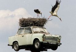 Bijemy rekord w bocianach!