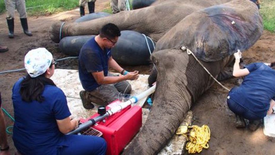 "Tantor" przeszedł skomplikowaną operację uszkodzonego kła