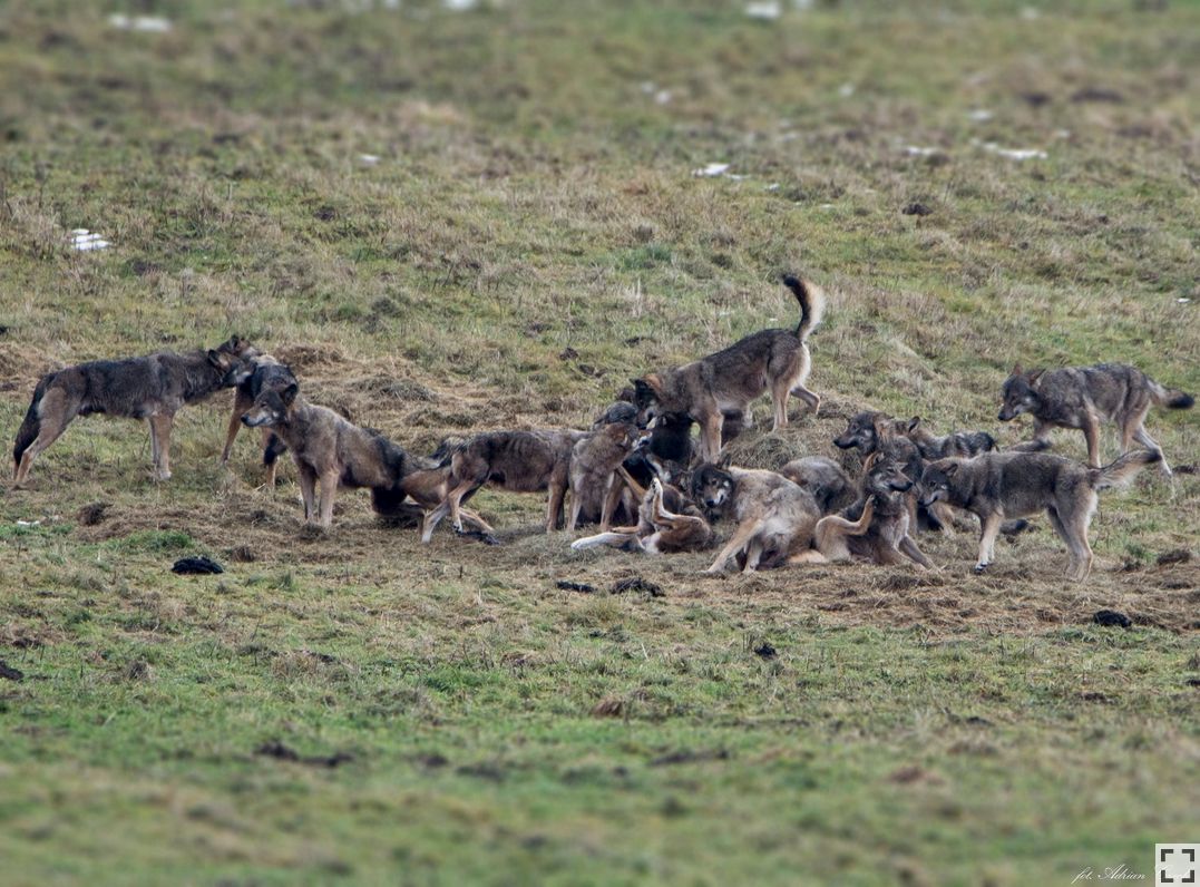Ogromna wataha wilków w Dolinie Sanu. Zdjęcia