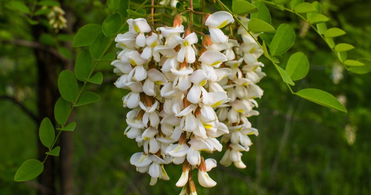 Robinia akacjowa- Pyszności; źródło Canva