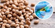 Nigdy nie połykaj pestki tego owocu. Wiele osób to robi, bo nie wie, jak jest groźne