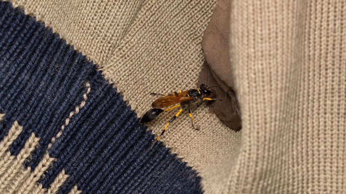 Gliniarz naścienny- Pyszności, źródło Canva