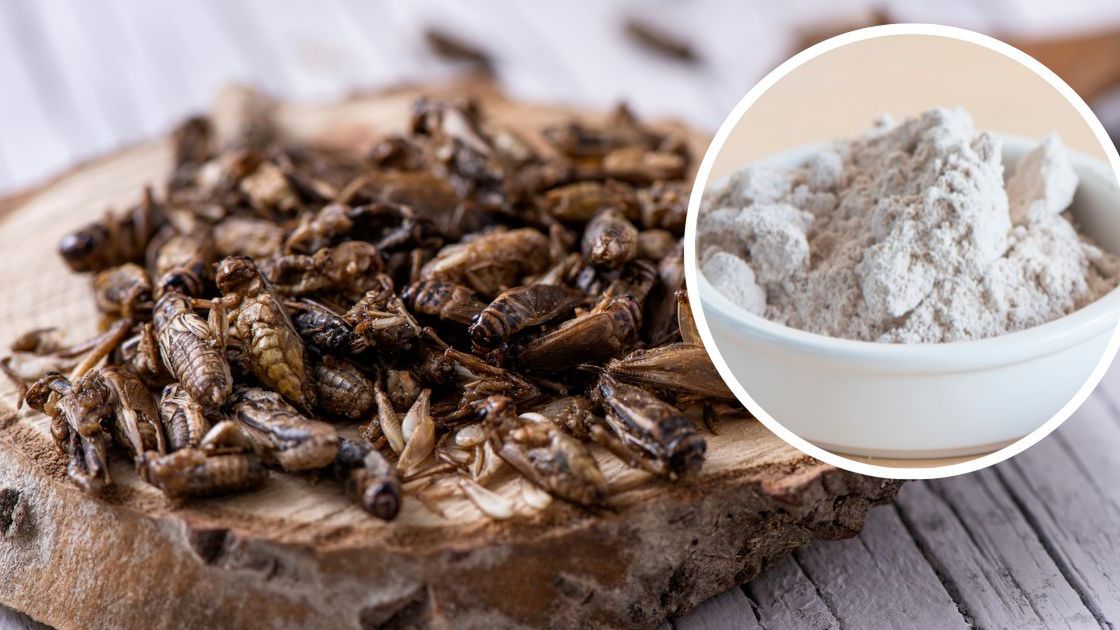 Mąka ze świerszczy- Pyszności źródło Canva