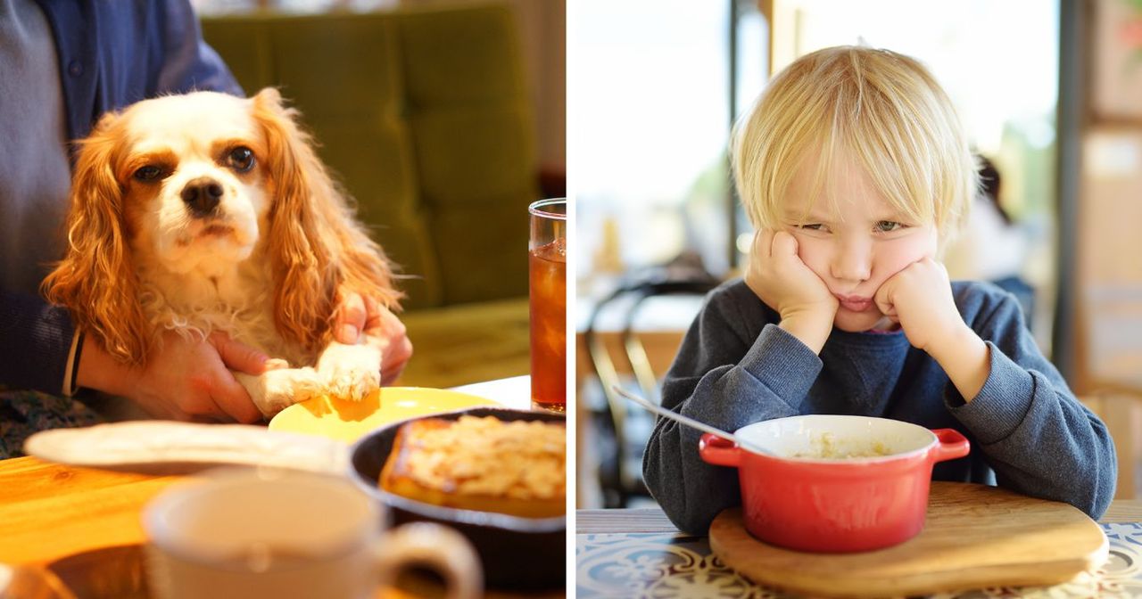 Wielka wojna o zwierzęta w restauracji. „Wolę restaurację pełną psów niż rozpuszczonych dzieci”