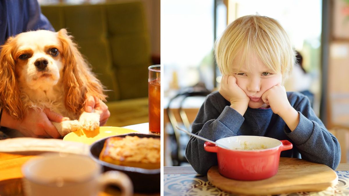 Pies w restauracji- Pyszności/ źródło: Canva