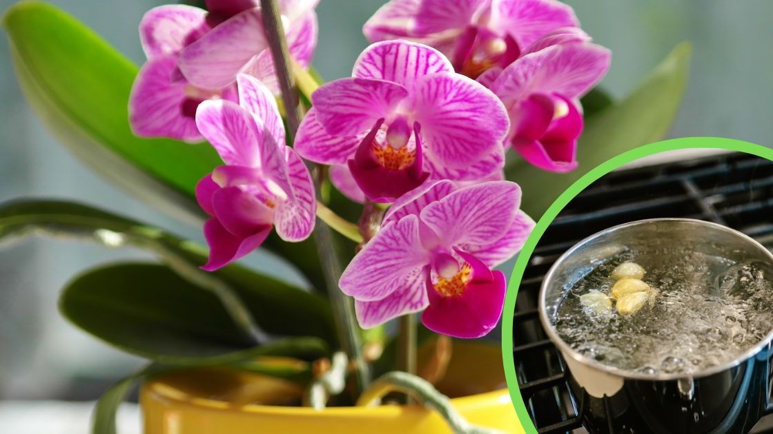 Storczyki- Pyszności, źródło: Canva