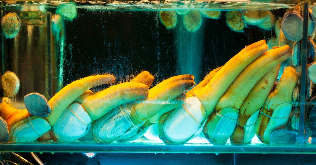 Geoduck- Pyszności; źródło Canva