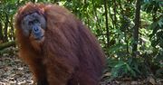 Niezwykłe orangutany z Sumatry. "Samozwańczy przewodnicy zakłócili ich rozwój"