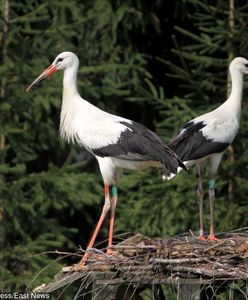 Idzie wiosna, bo przyleciały bociany? Niekoniecznie