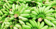 Zielone banany lepsze od żółtych?