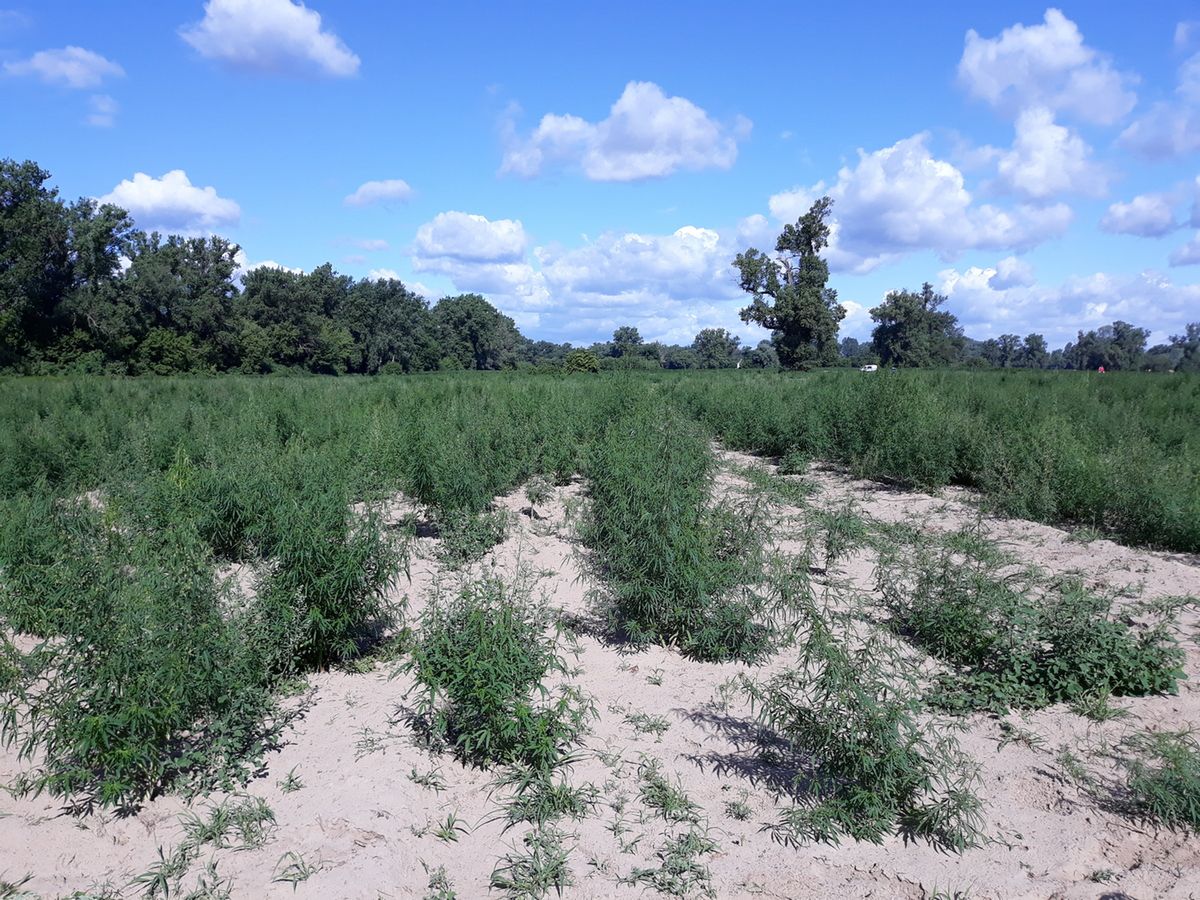 Plantacja marihuany obejmowała obszar 4 hektarów
