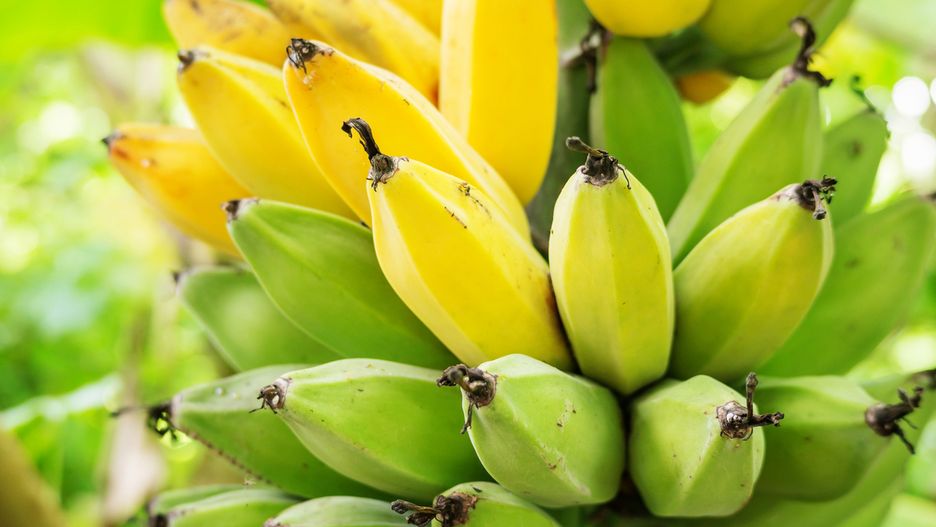 Plantacje bananów zagrożone przez grzyb Fusarium (TR4)