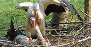 Niezwykła historia uratowanych bocianów. Zachowanie samca rozklei niejedno serce