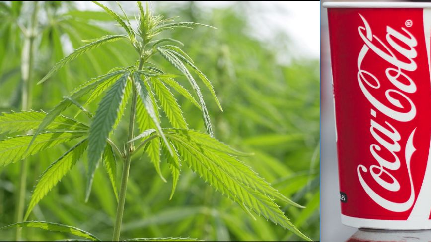 Coca-Cola chce stworzyć napój zawierający marihuanę