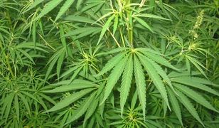 Zielone wypieki. Policjanci skonfiskowali ciasto z marihuaną