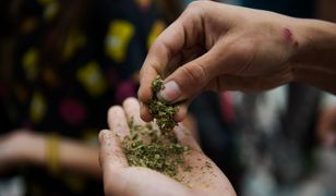 Medyczna marihuana wyprzedana w miesiąc