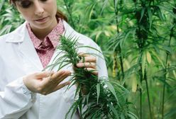 Liban chce zalegalizować marihuanę. Potrzebuje pieniędzy