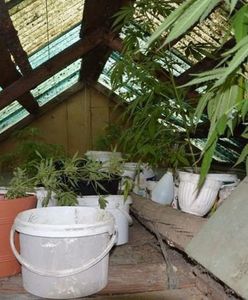 Wybrała się do domu letniskowego zmarłego ojca. Odkryła... plantację marihuany