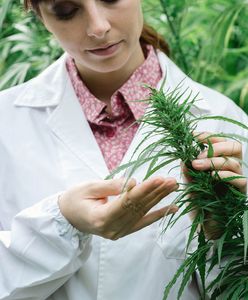 Liban chce zalegalizować marihuanę. Potrzebuje pieniędzy