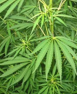 Kraj Klonowego Liścia legalizuje liście marihuany. Używka będzie dostępna w sklepach