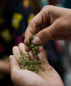 Medyczna marihuana wyprzedana w miesiąc