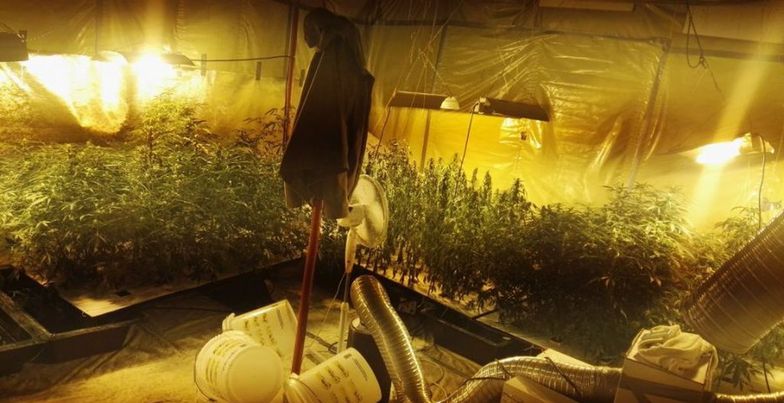 W garażu 33-latka z Jaworzna policjanci odkryli plantację konopi i susz marihuany