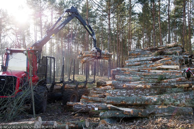 16.02.2019 Skowronki Budowa przekopu przez Mierzeje Wislana Wycinka drzew