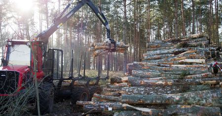 Wycinka drzew pod przekop Mierzei Wiślanej. Burza na Twitterze: "Szybko poszło"