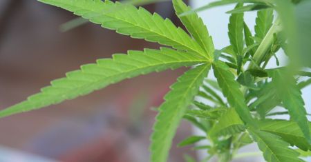 Marihuana w Europie. Sprawdź, w jakich krajach jest legalna