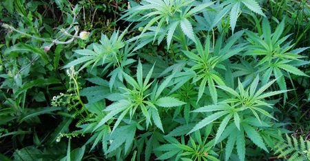 Medyczna marihuana będzie za miesiąc w polskich aptekach