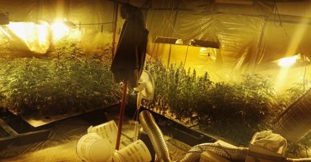 Plantacja u pseudokibica. 160 sadzonek konopi i 8 kg marihuany