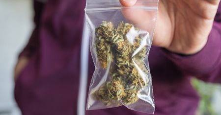 Medyczna marihuana. Przez brak decyzji urzędników może zabraknąć specyfiku