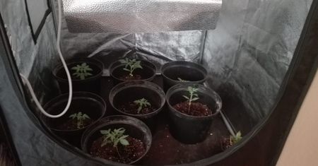 Nastolatek założył w szafie plantację marihuany