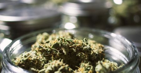 Medyczna marihuana z 23 proc. VAT. Powinna być tańsza